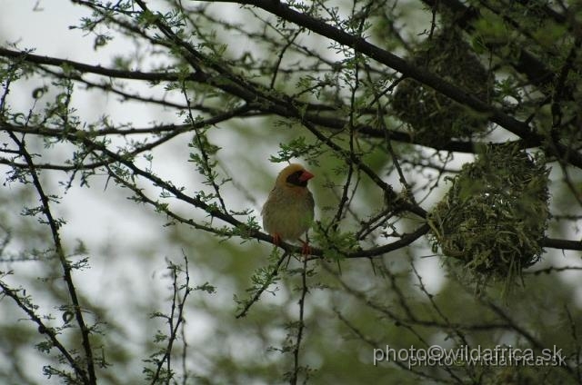 puku rsa 071.jpg - Red-billed Quelea (Quelea quelea) - a male